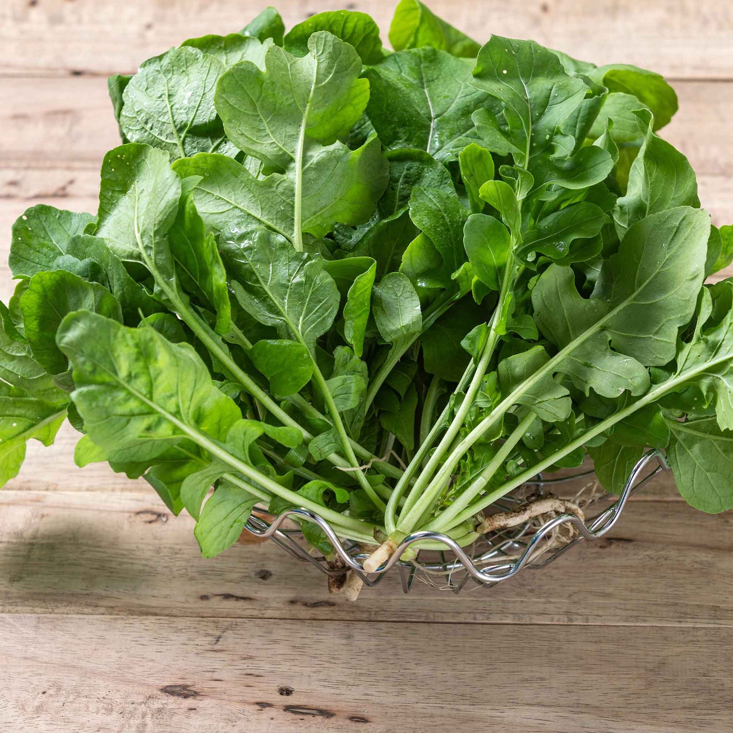 A cluster of arugula rocket freshly harvested on a wooden background.