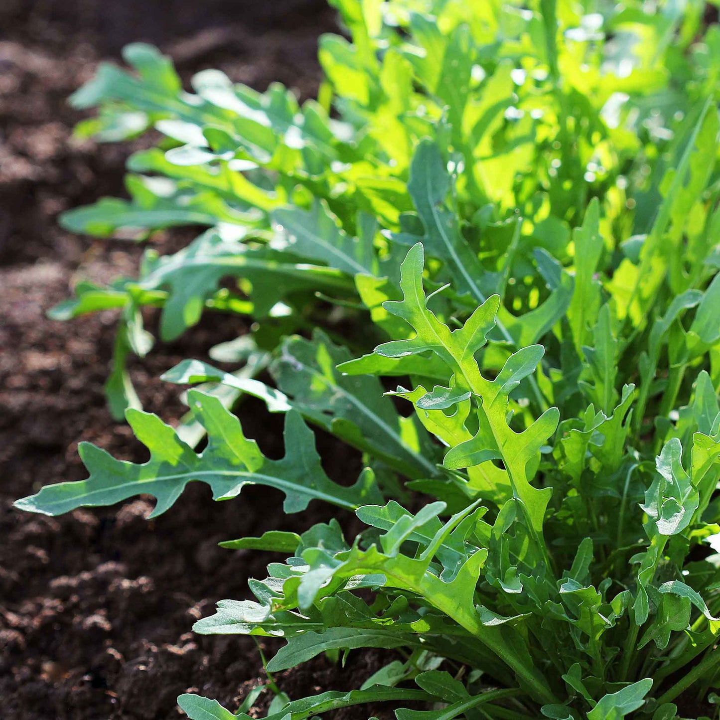 Arugula wild rocket leaves with dew drops growing from the ground.