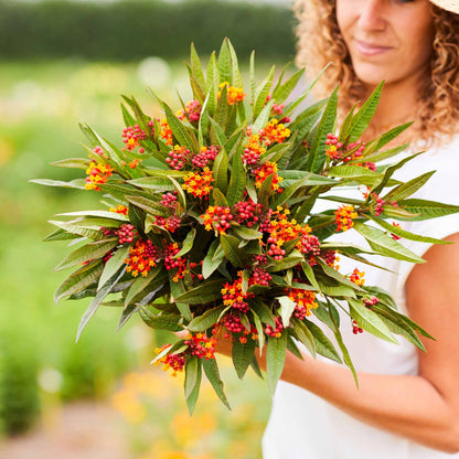 A close-up shot of a bloodflower with vibrant orange and red petals, surrounded by green leaves.