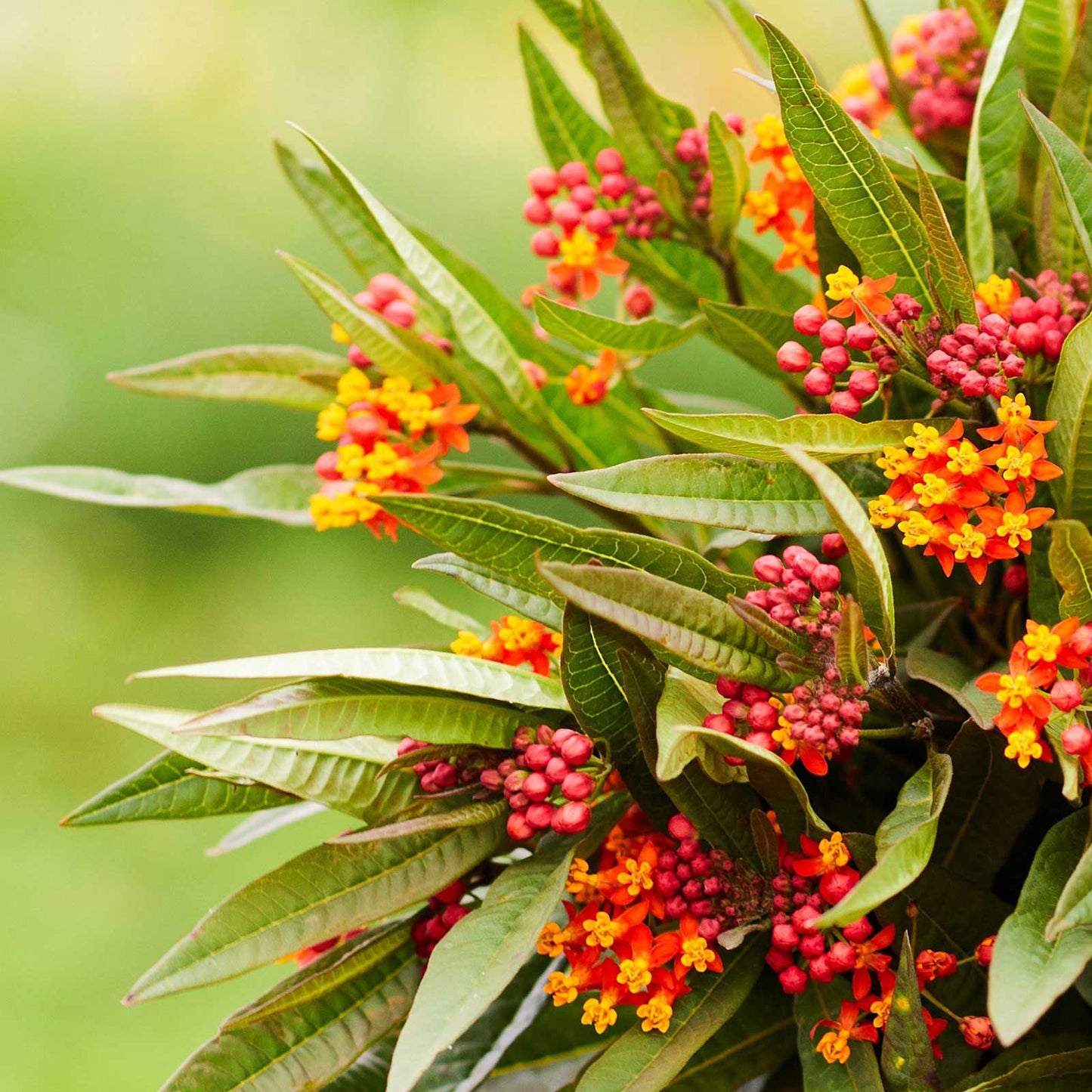 Close-up of bright orange bloodflowers, and green foliage in natural setting.