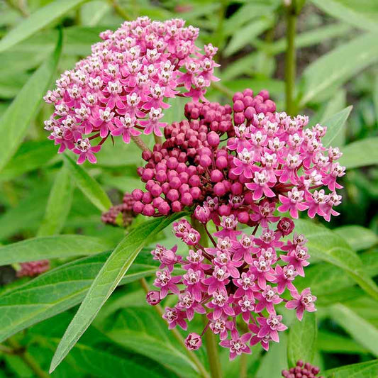 Pink Carmine swamp milkweed flower clusters and buds above broad green leaves