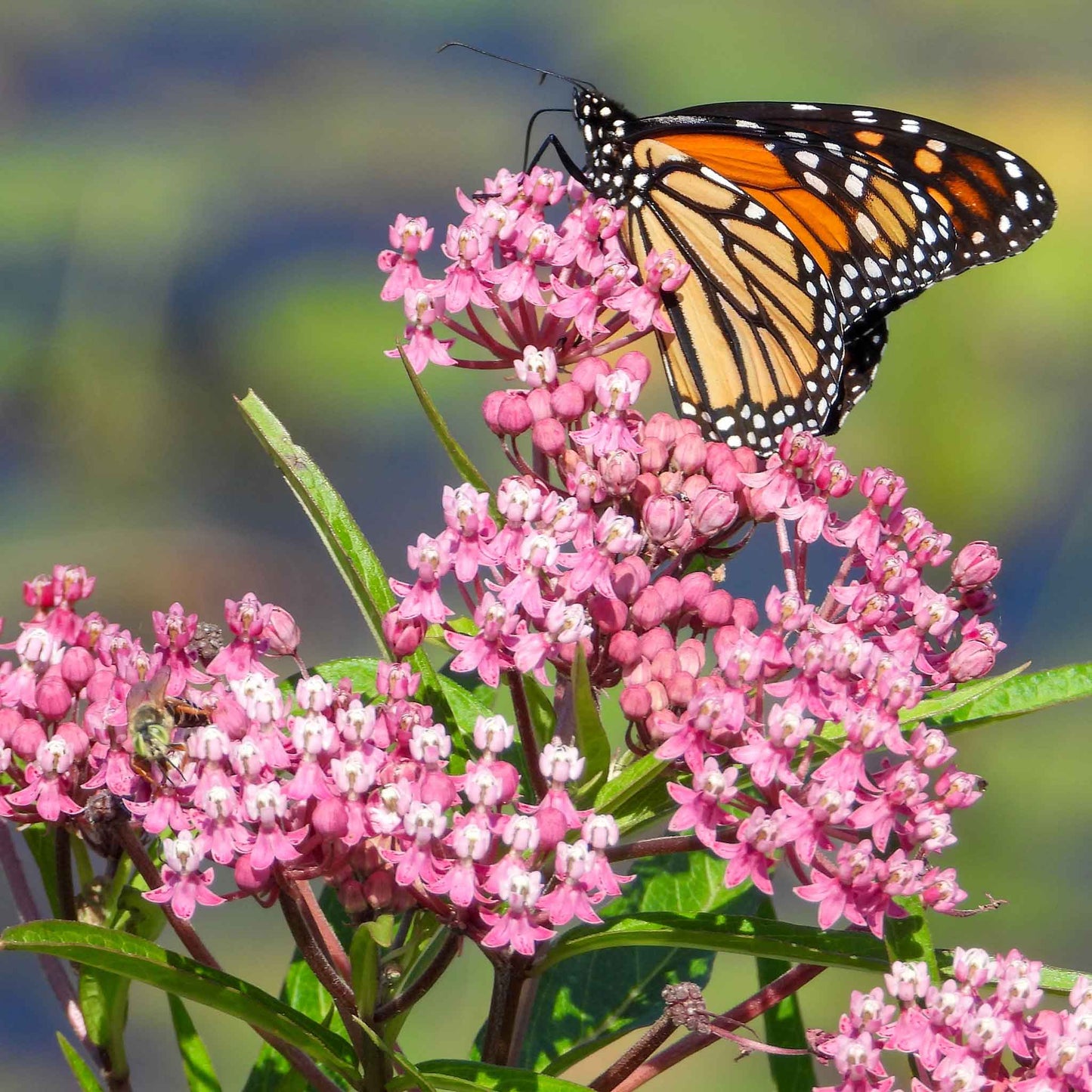 Close-up of vibrant pink asclepias swamp milkweed flowers with a butterfly in the background. 