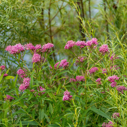 A close-up view of a vibrant pink asclepias carmine swamp milkweed flower in full bloom.