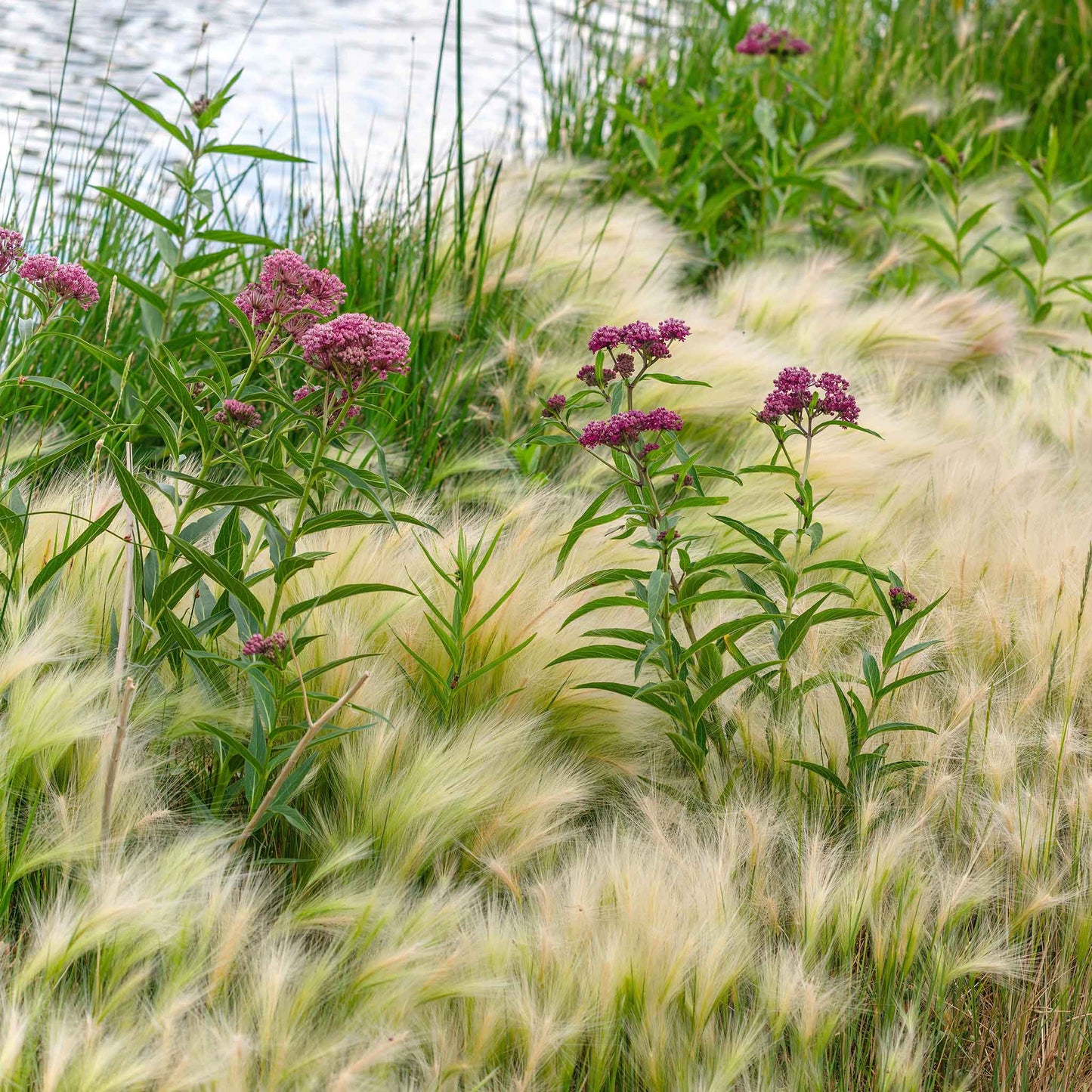 A close-up shot of pink asclepia swamp milkweed flowers blooming on in a field setting.