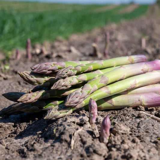 A close-up shot of UC-157 F2 asparagus freshly harvested from rich, dark soil.