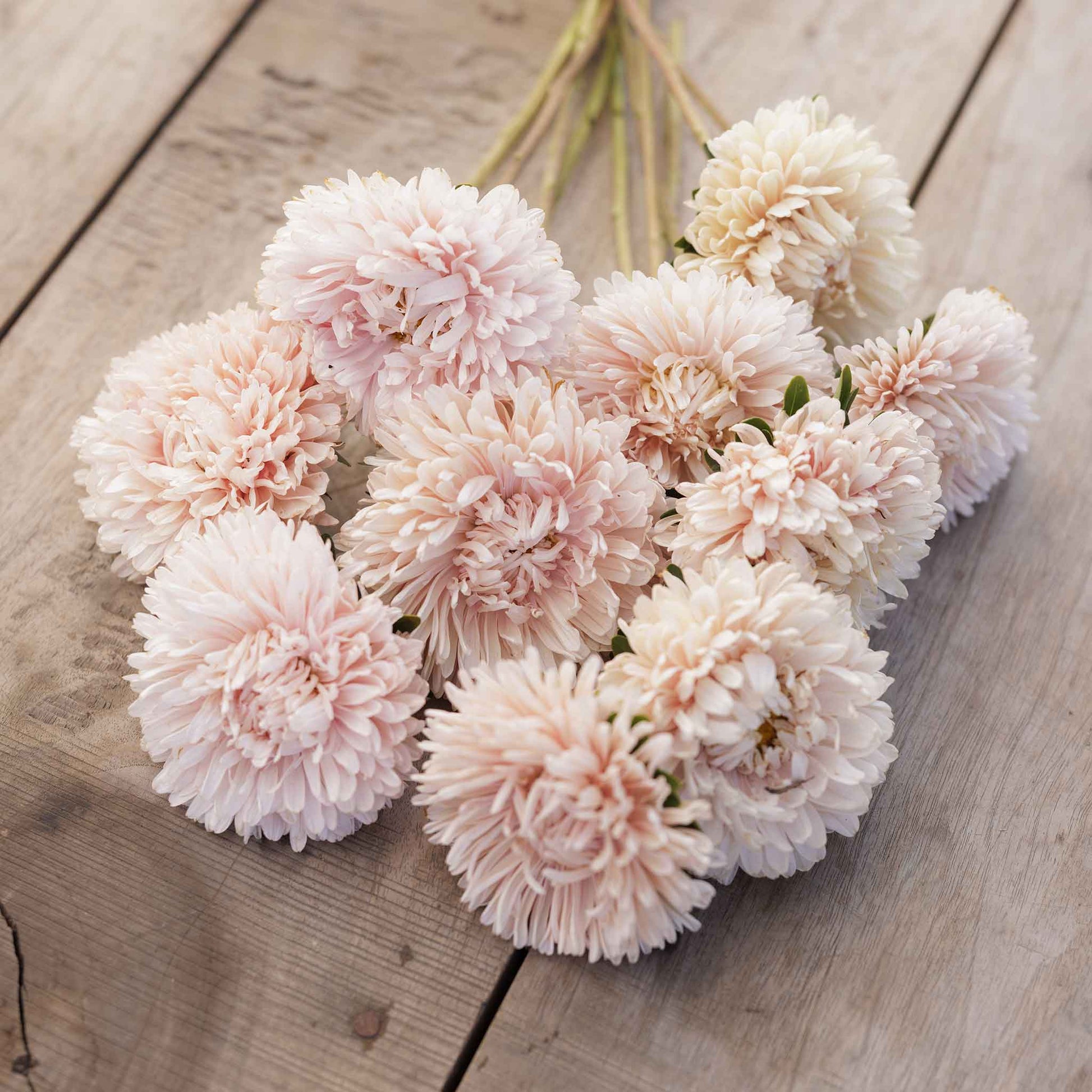A close-up of a vibrant pink aster apollonia chamois flowers showcasing its delicate petals.