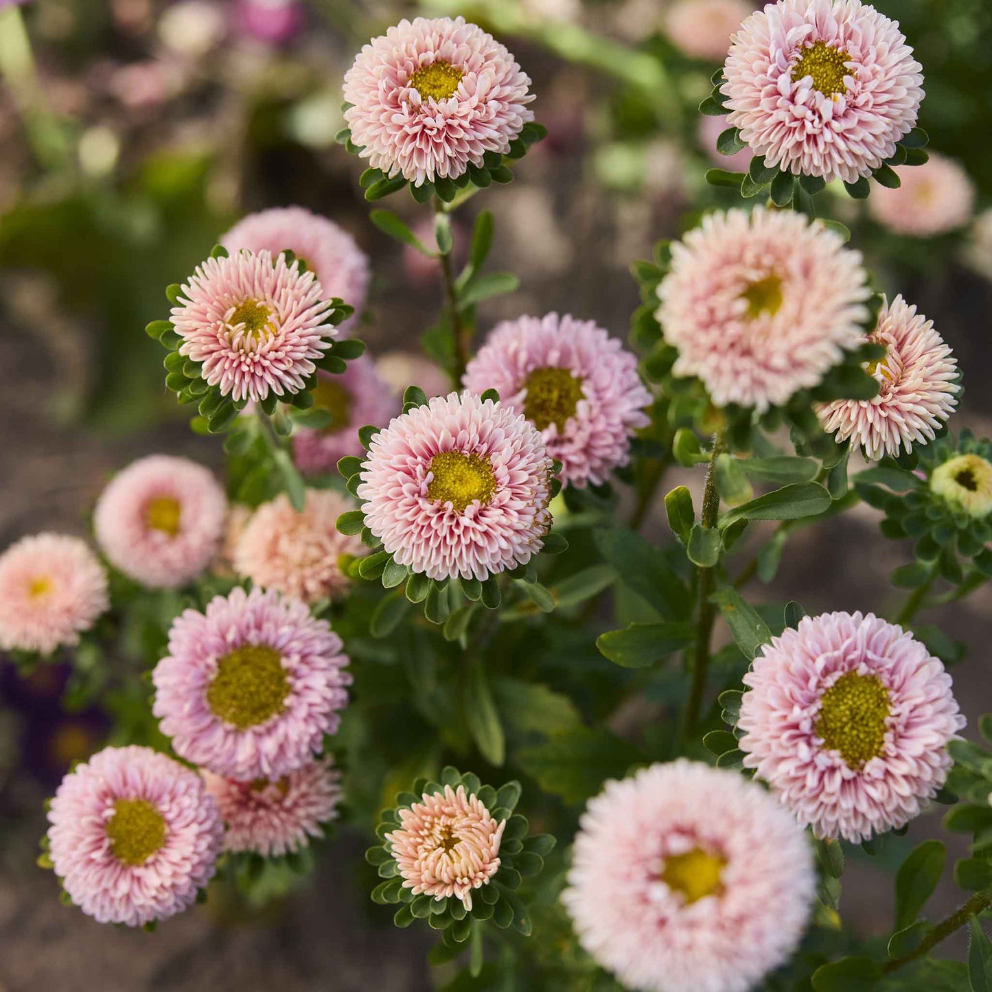 A close-up of a pink and yellow Matsumoto Apricot China Aster flower with green leaves.