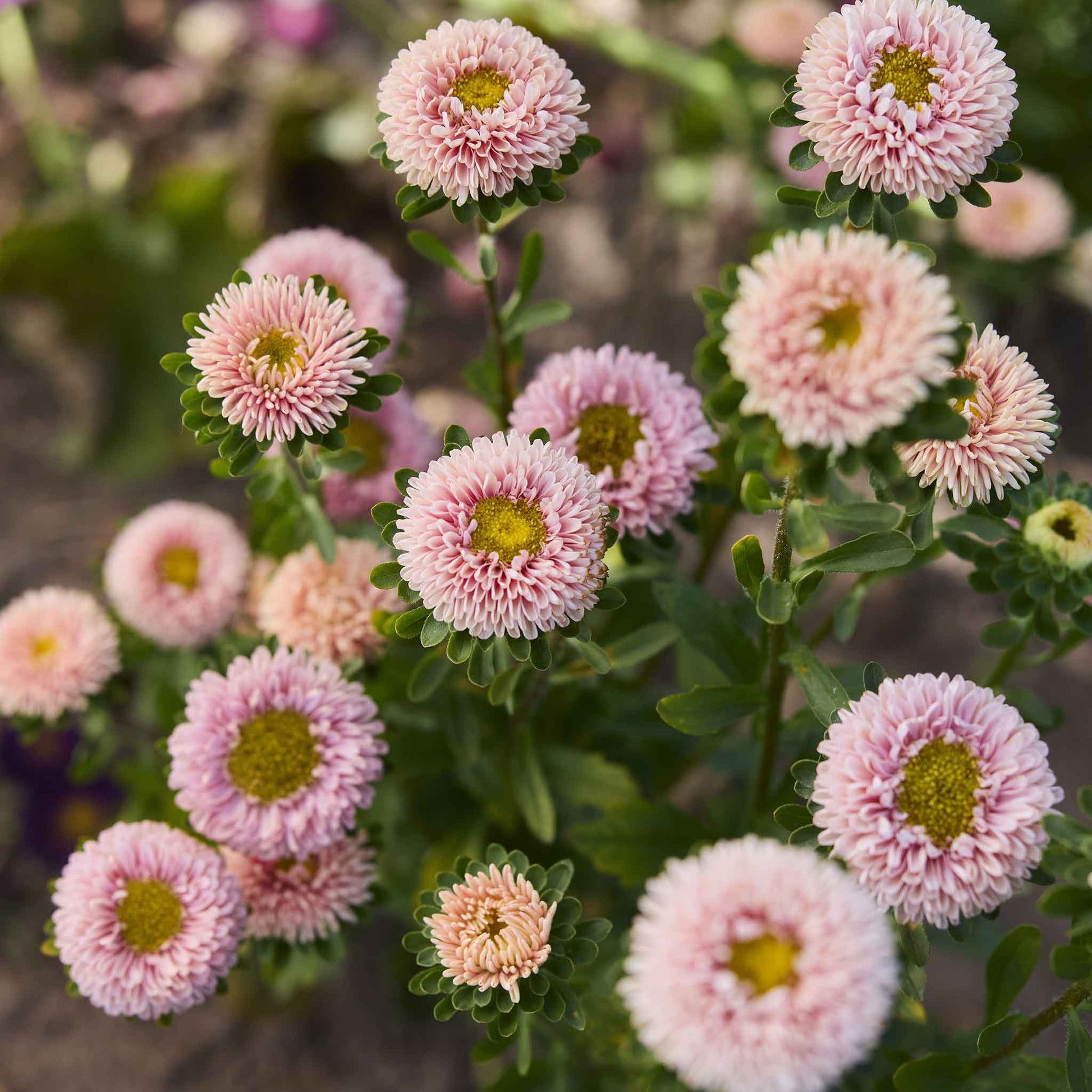 A close-up of a pink and yellow Matsumoto Apricot China Aster flower with green leaves.