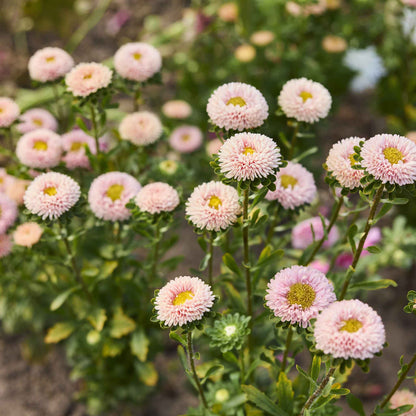 A vibrant pink Matsumoto apricot aster flower with multiple petals, on a blurred green background.