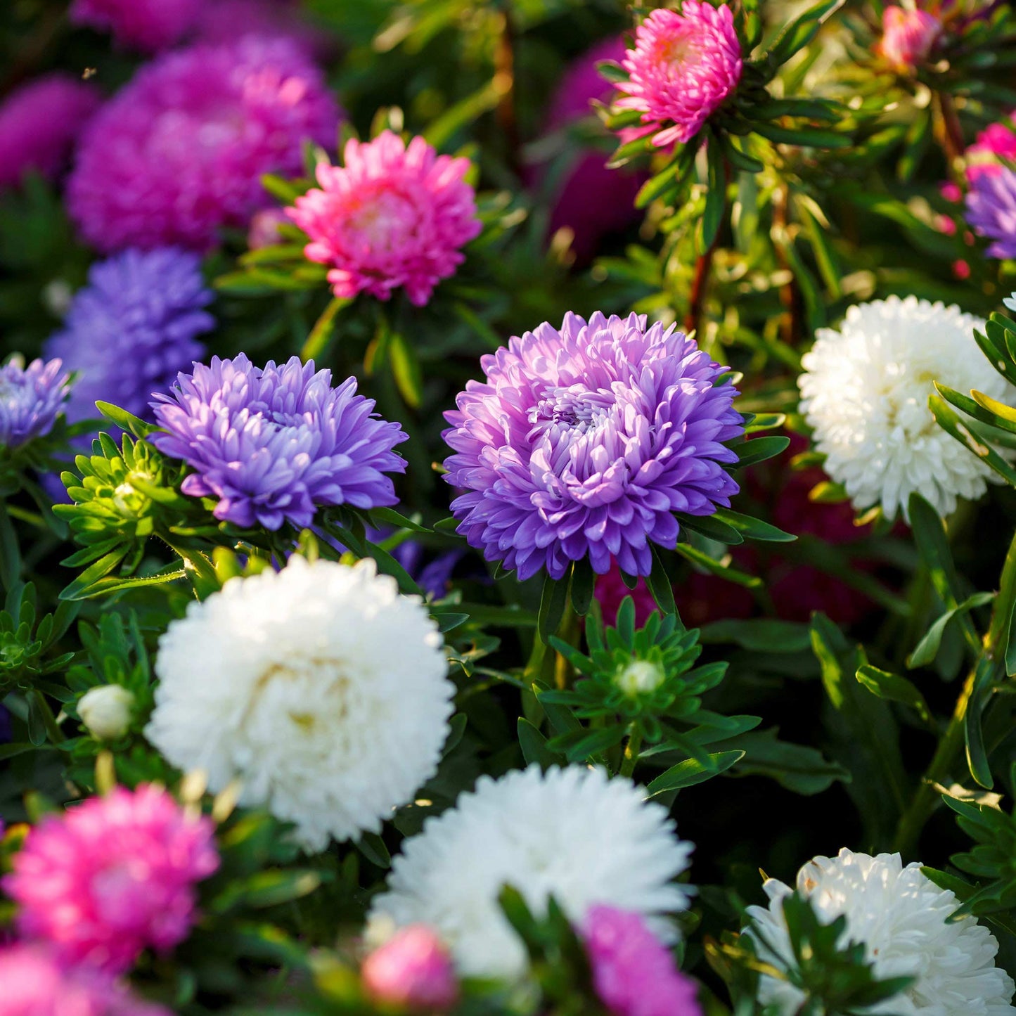 Close-up of a vibrant Colour Carpet Mix Aster with multiple blooms in pink, purple, and white hues.
