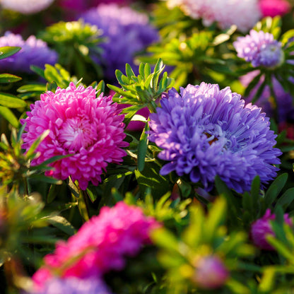 A cluster of small and bright Colour Carpet Mix Aster flowers with many delicate petals.
