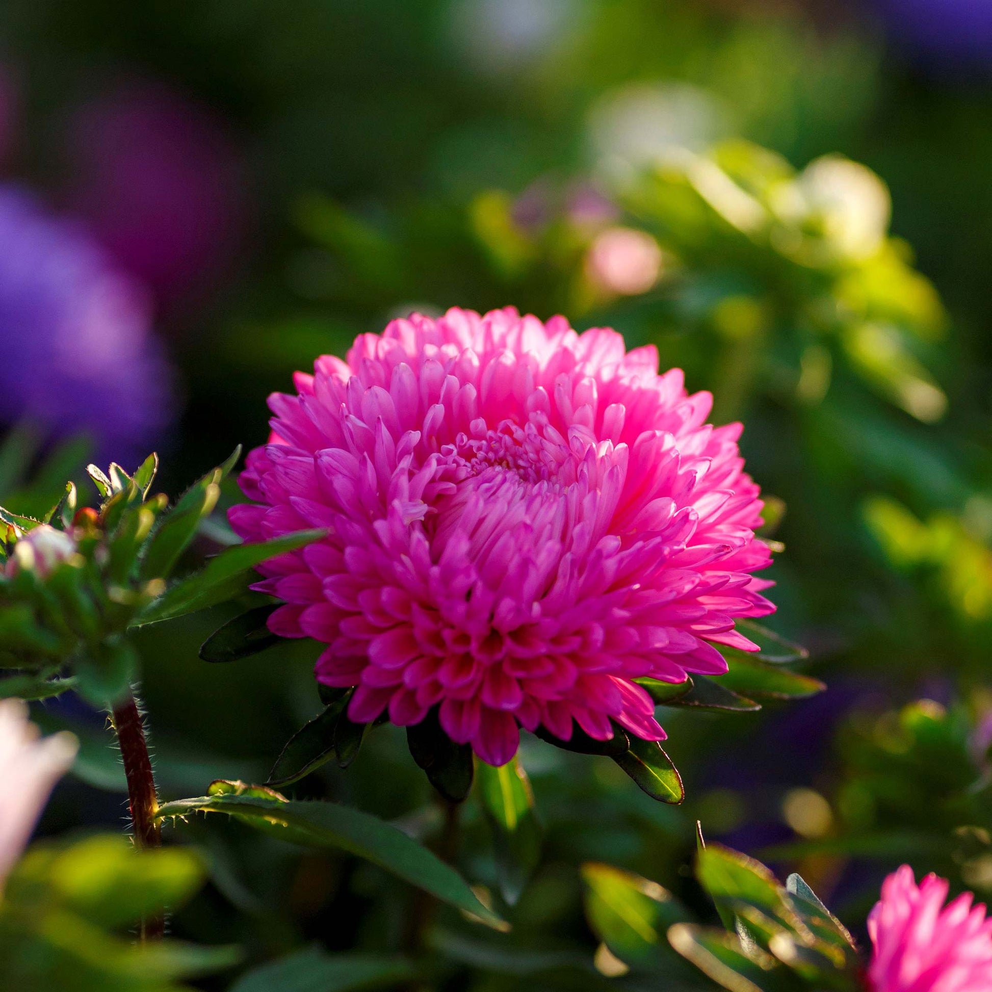 A close-up of several Colour Carpet Mix Aster flowers in various shades of pink, purple, and white.