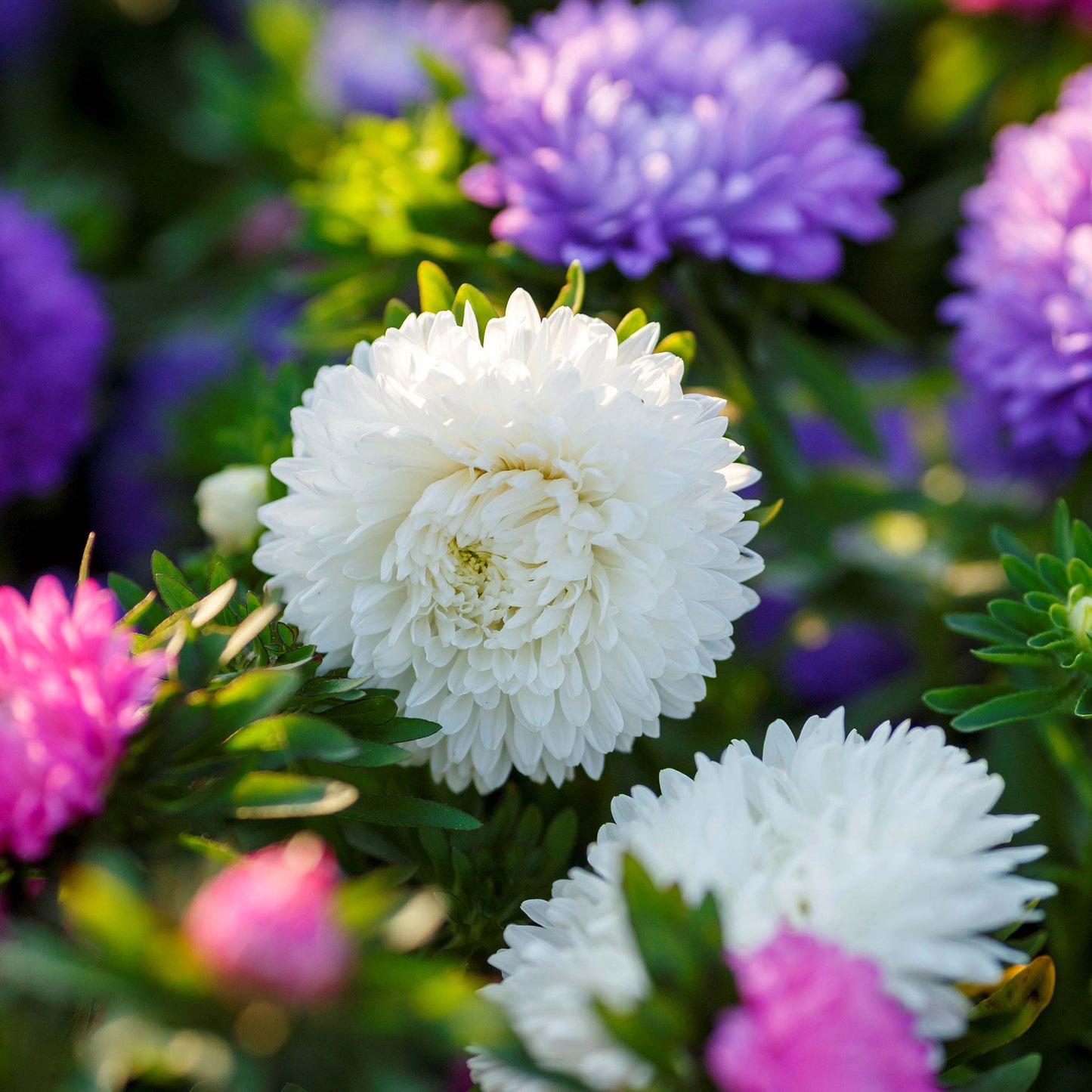 A close-up of a Colour Carpet Mix Aster flower with bright white and purple petals.