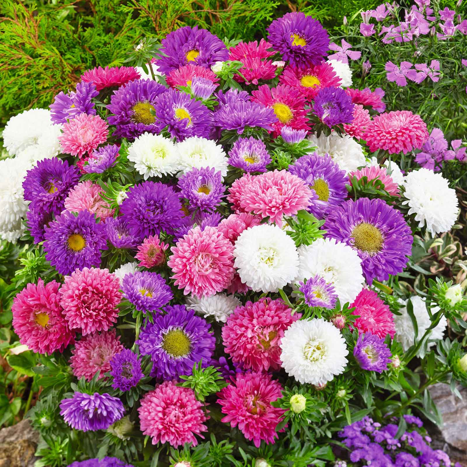 Close-up of a vibrant Colour Carpet Mix Aster with multiple blooms in pink, purple, and white hues.