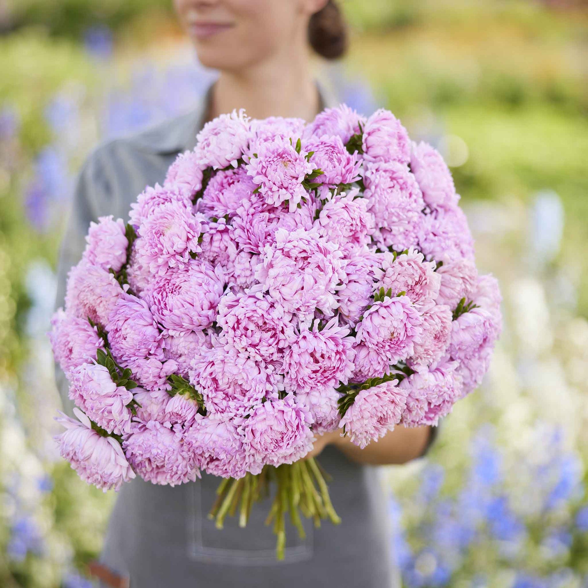 A vibrant close-up of a coral rose aster with numerous petals.