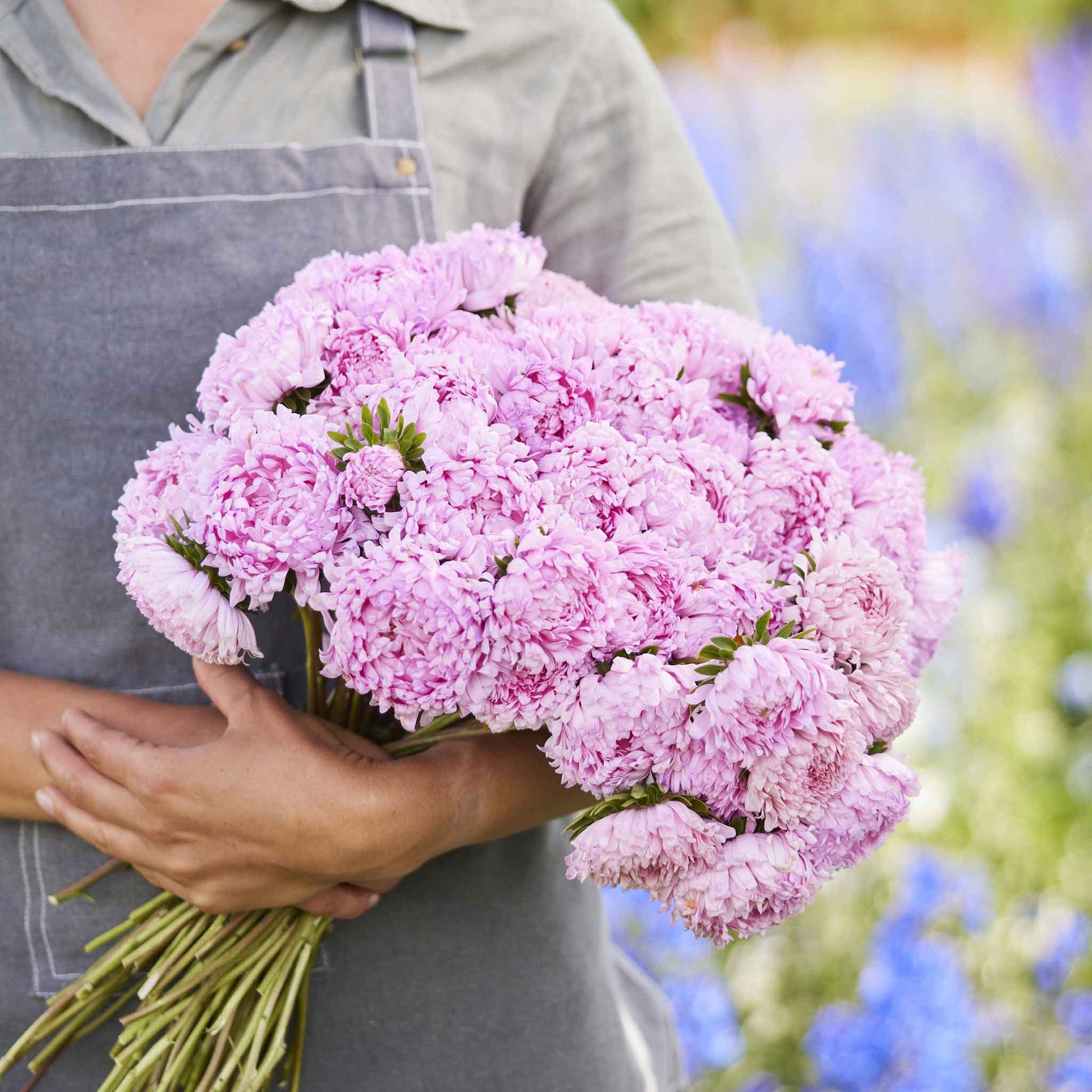 A cluster of fully bloomed aster coral rose flowers with layered petals in shades of pink.