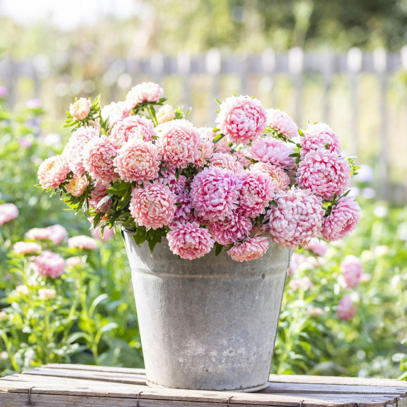 Pink aster duchess apricot flowers bloom in a garden, captured in a bucket