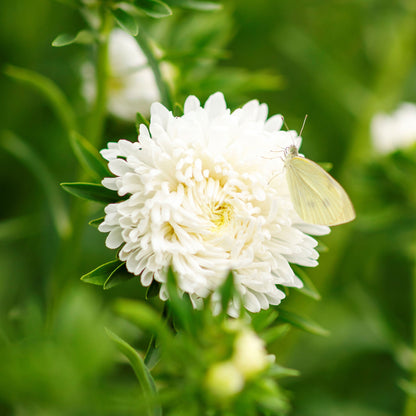 Close-up of a Peony Duchess White Aster flower, against a blurred green background.