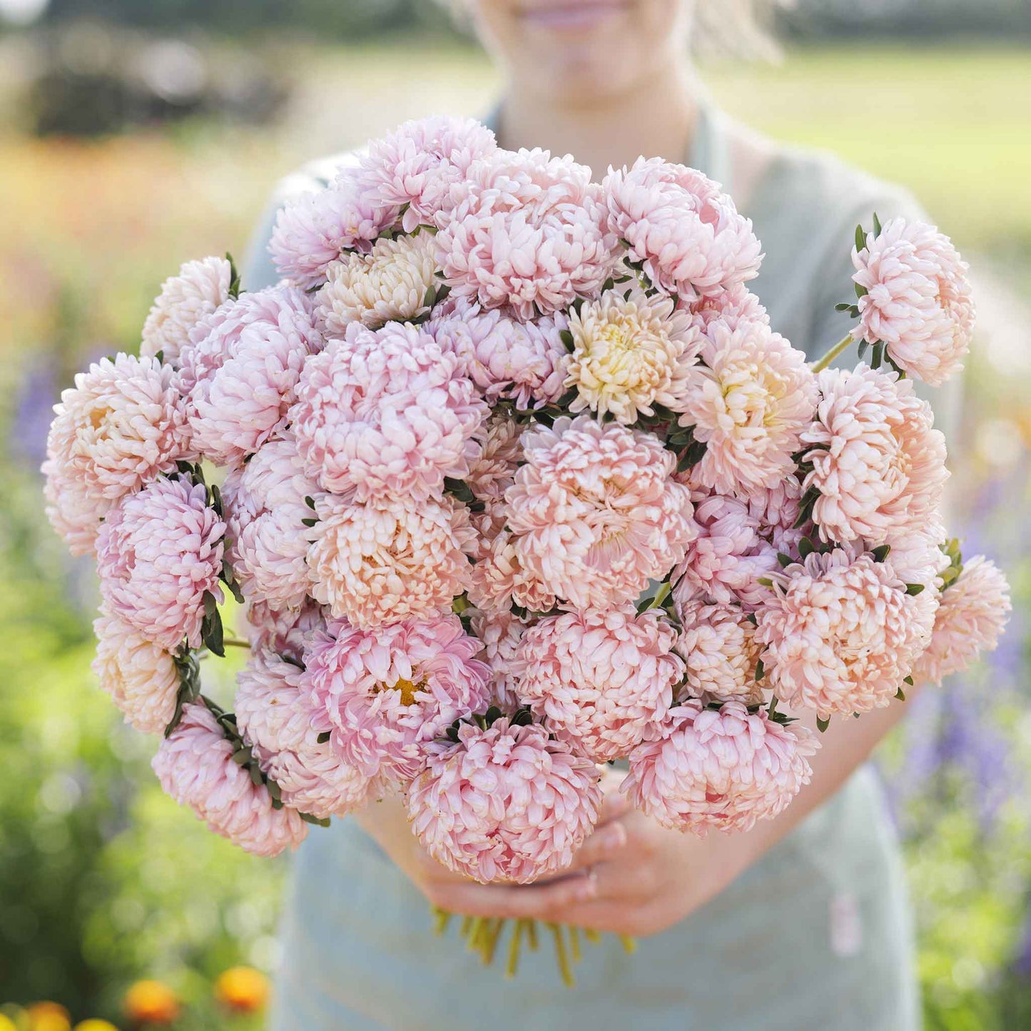 A close-up of aster duchess apricot flowers with multiple petals in various stages of bloom.