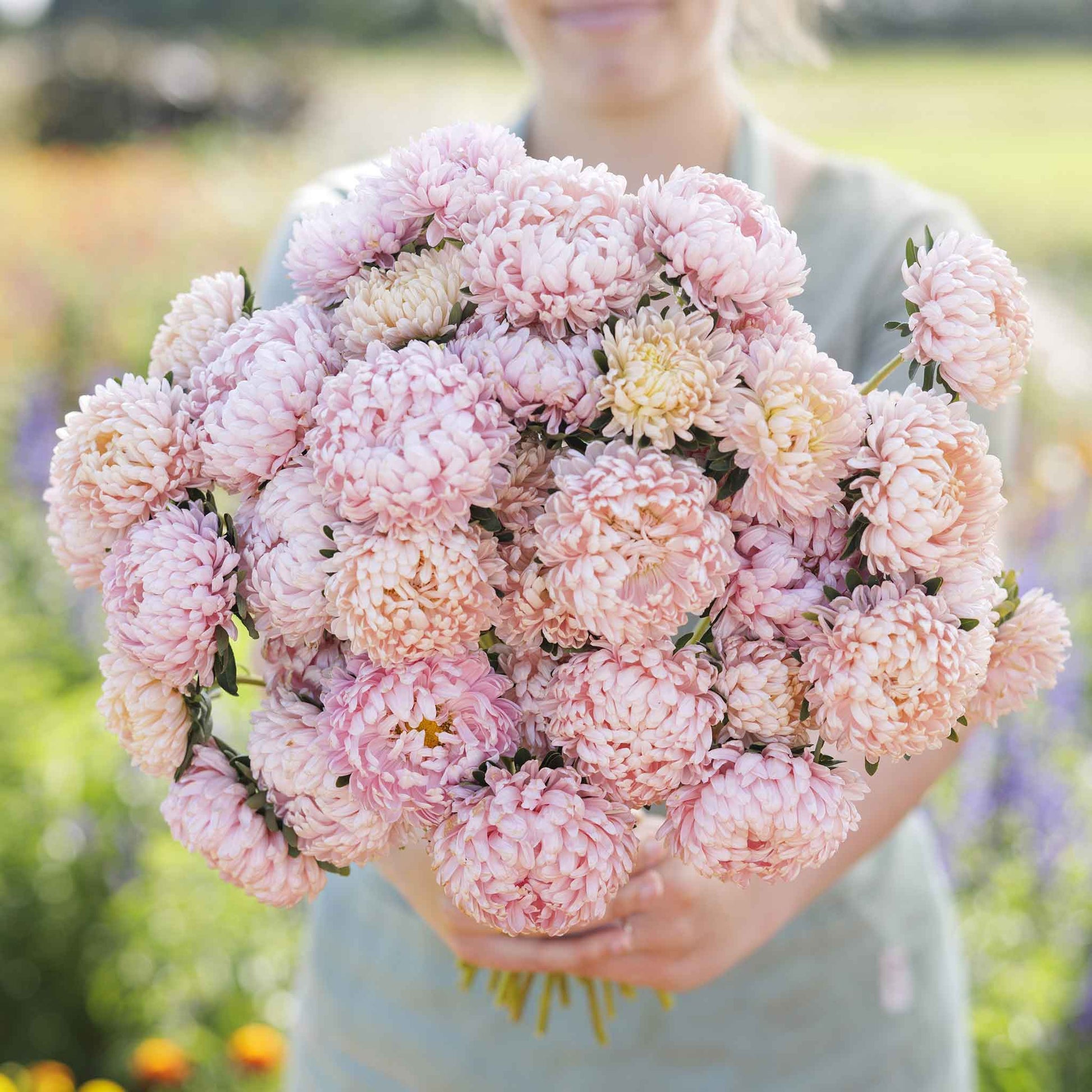 A close-up of aster duchess apricot flowers with multiple petals in various stages of bloom.