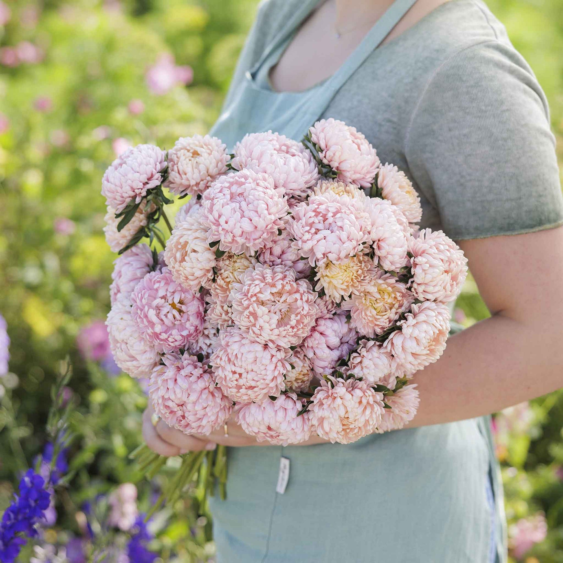 Close-up of aster duchess apricot with delicate, layered petals in a soft apricot hue.