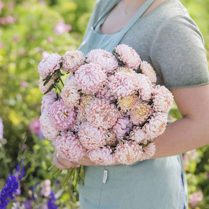 Close-up of aster duchess apricot with delicate, layered petals in a soft apricot hue.