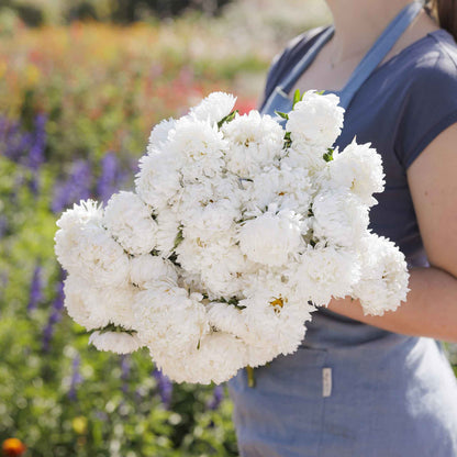 A close-up shot of aster duchess white flowers in full bloom, showing their dense petals.