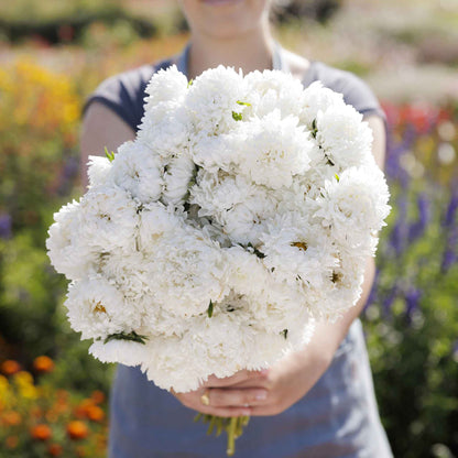 Aster duchess white with yellow centers bloom against a lush green background.