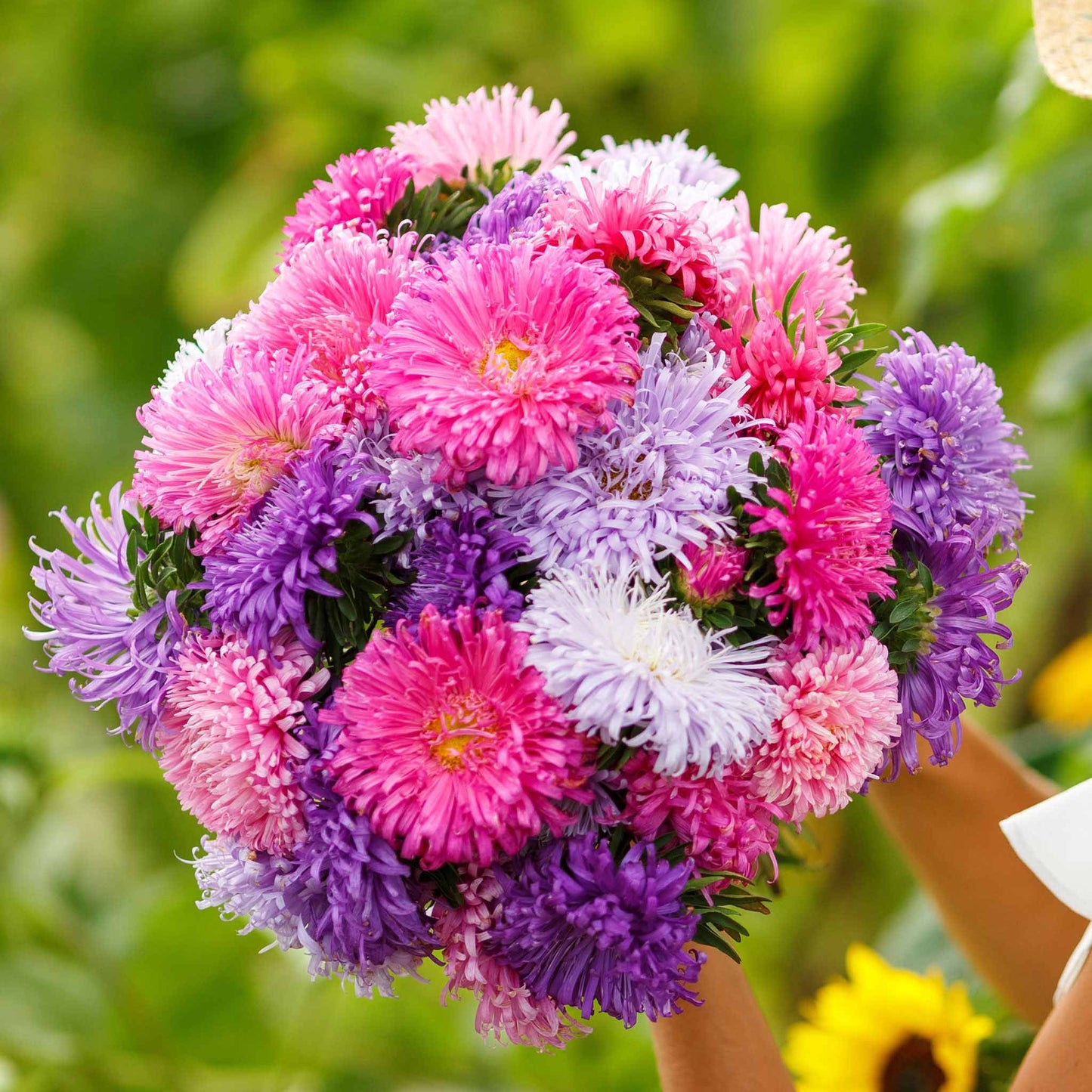 Close-up of vibrant pink, purple and white Giants of California Aster flowers.
