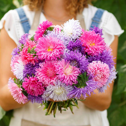 A cluster of fully bloomed, vibrant, purple and pink Giants of California Aster flowers.