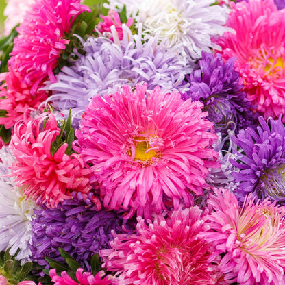 A close-up view of vibrant purple, pink, Giants of California Aster flowers.