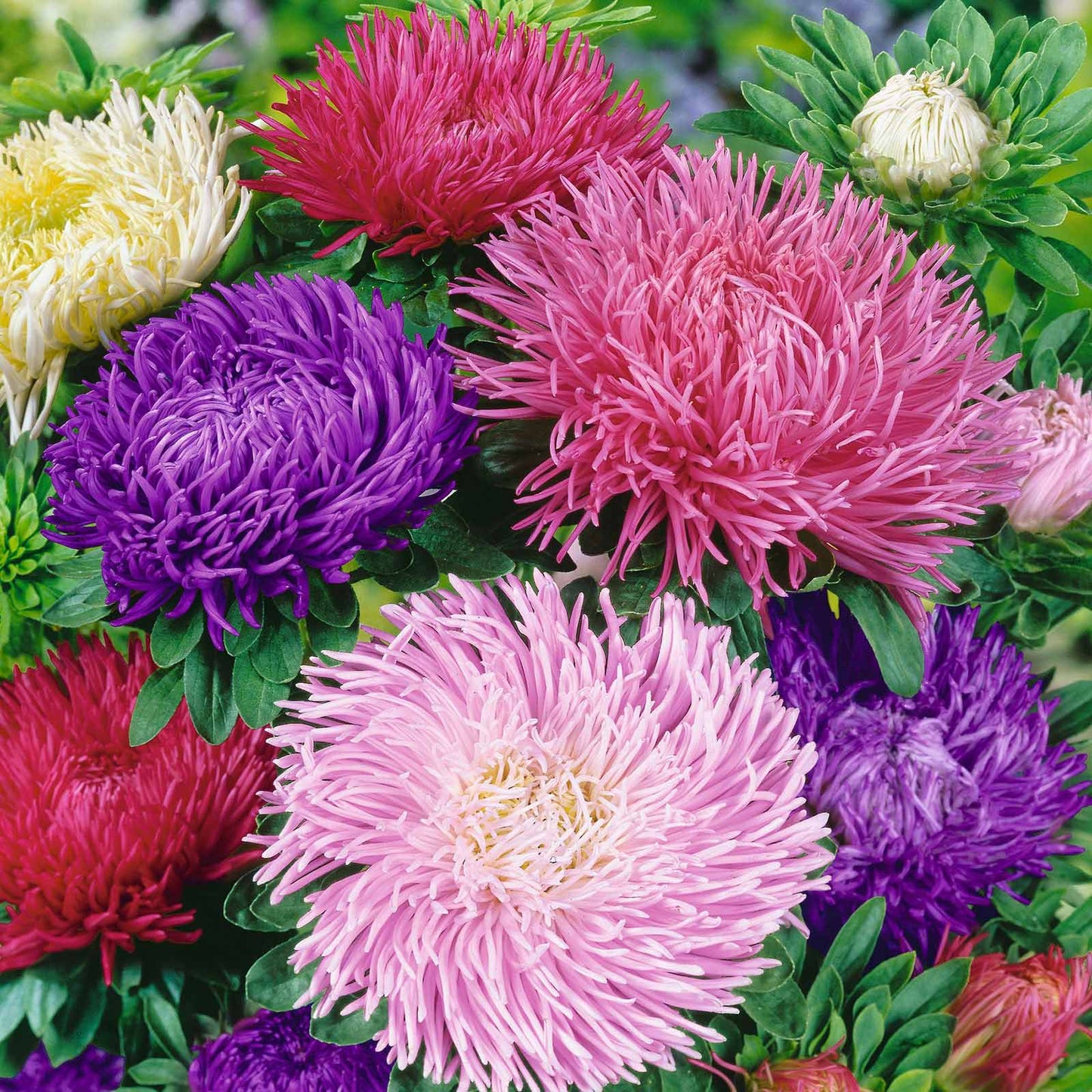 A close-up view of vibrant purple, pink, and white Gremlin Double Mix Aster flowers.