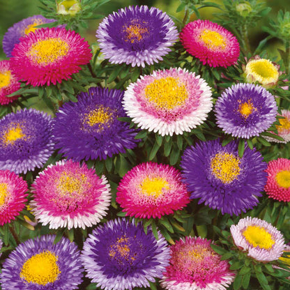 A vibrant Hi-No-Maru aster with deep pink and purple petals and a bright yellow center.