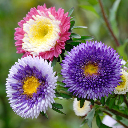 Close-up of a pink and white aster hi no maru flower with a blurred green background.