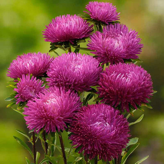 Jewelaster Rose semi-dwarf asters with dense magenta petals against a blurred green garden