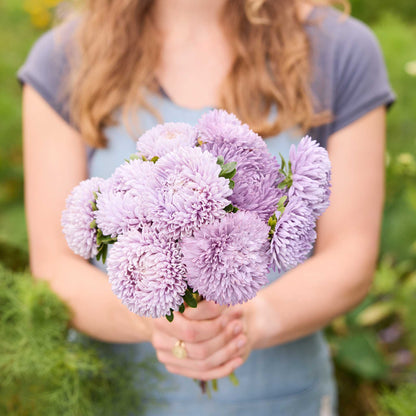 Person holding a bouquet of purple lady coral lavender aster flowers in a natural setting