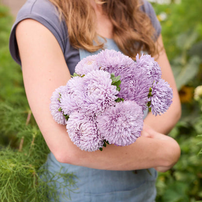 Person holding a bouquet of purple lady coral lavender aster flowers in a natural setting