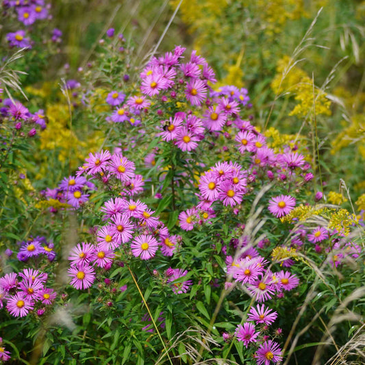 New England Aster growing outdoors, showing green and purple coloring, mature blooms, and garden foliage.