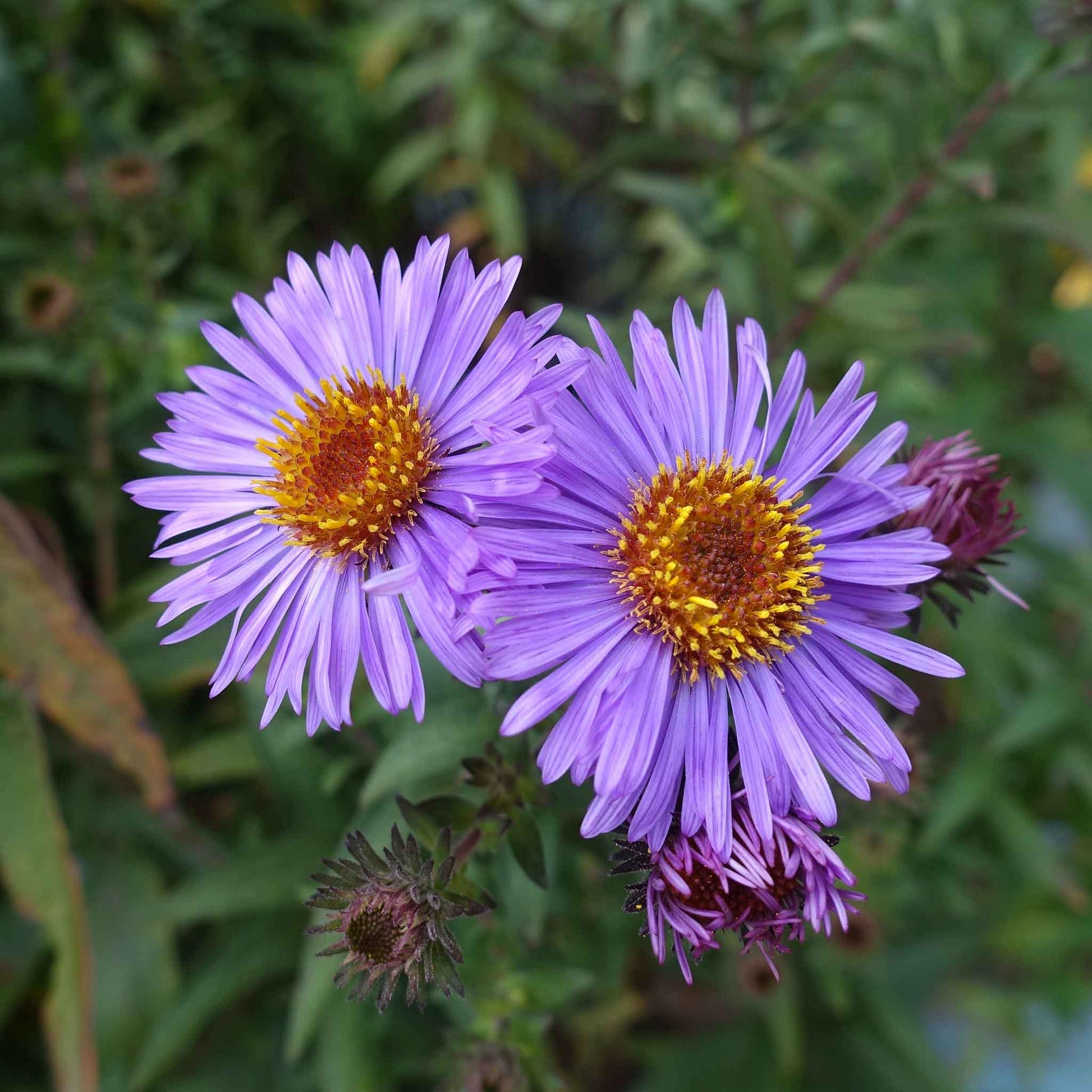 A close-up shot of a two vibrant purple New England Aster flowers, on a green background