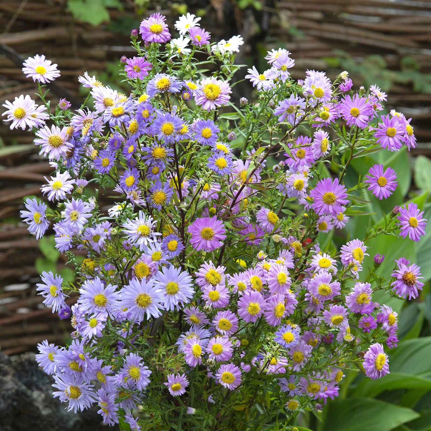 A vibrant mix of aster new hybrids mix flowers in various colors, showcasing their delicate petals.