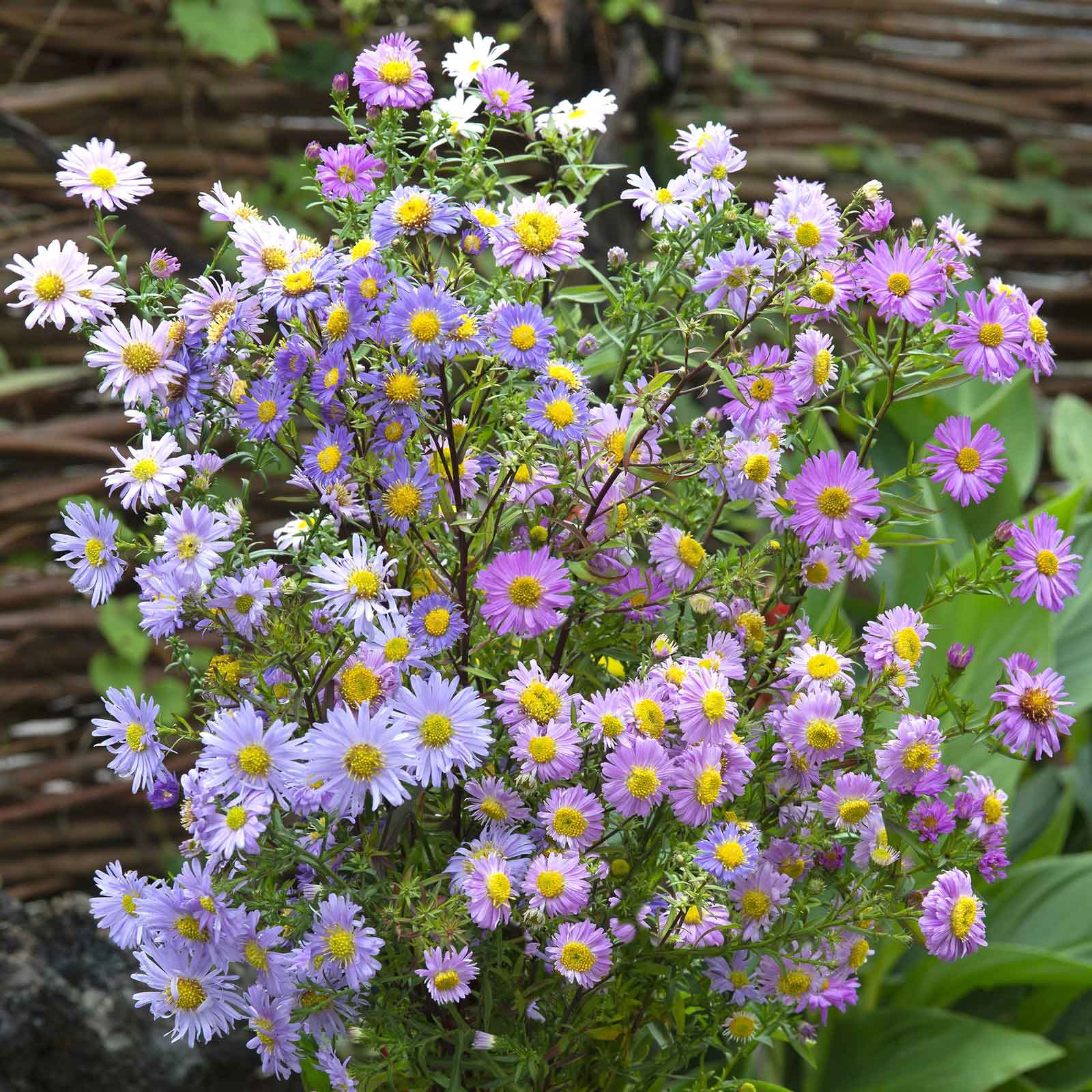 A vibrant mix of aster new hybrids mix flowers in various colors, showcasing their delicate petals.