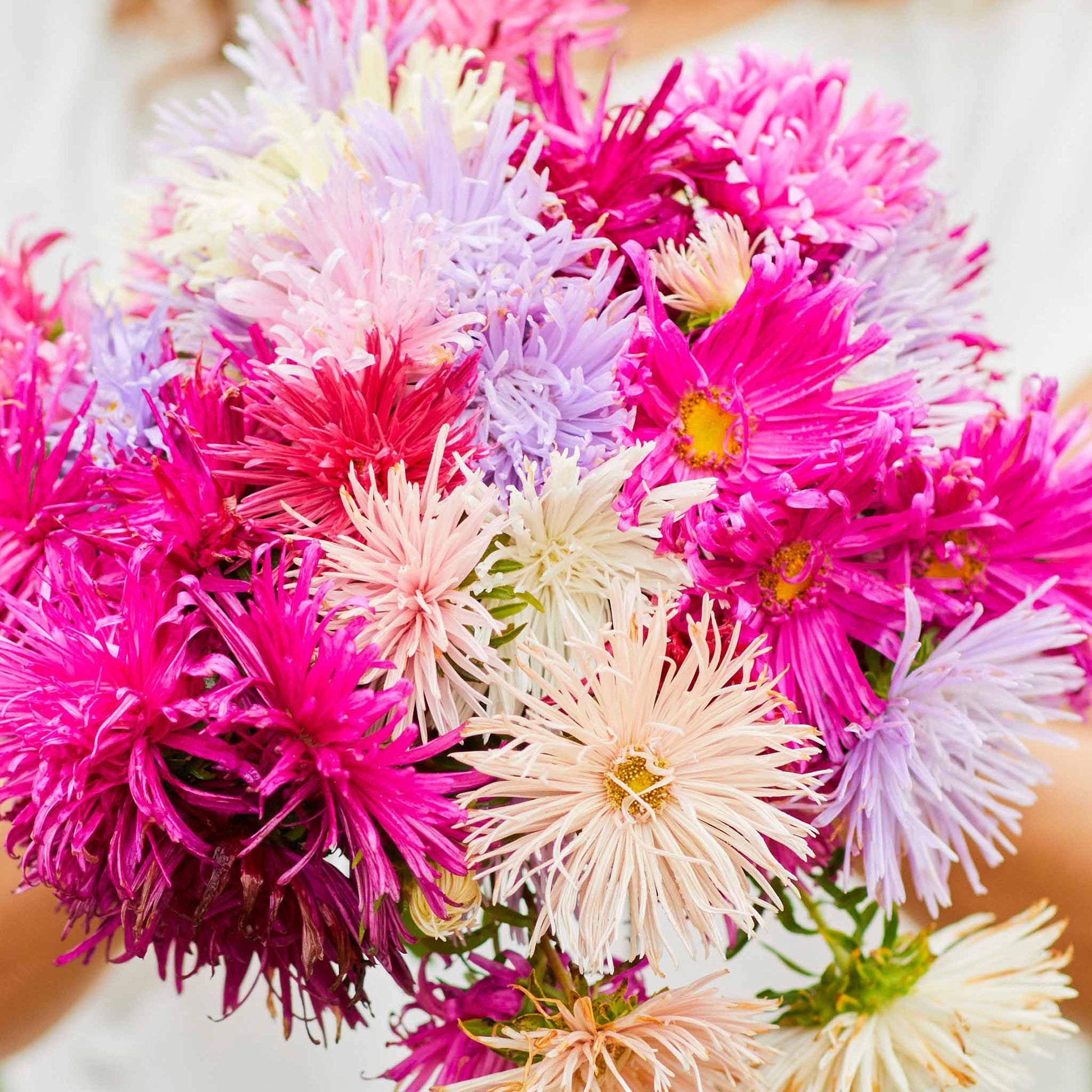 Pink, white, and purple Nova Mix Asters with spiky petals are shown close-up in a garden.