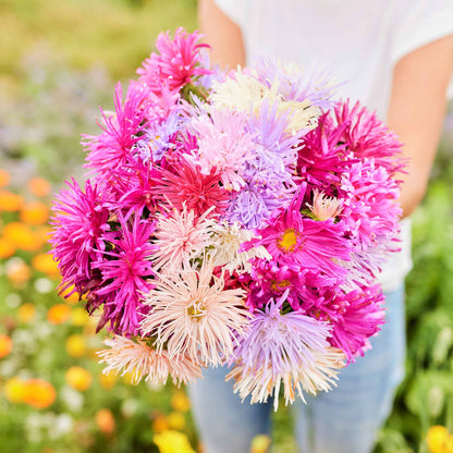 Close-up of a vibrant pink Nova Mix Aster flower with many thin petals and a yellow center.