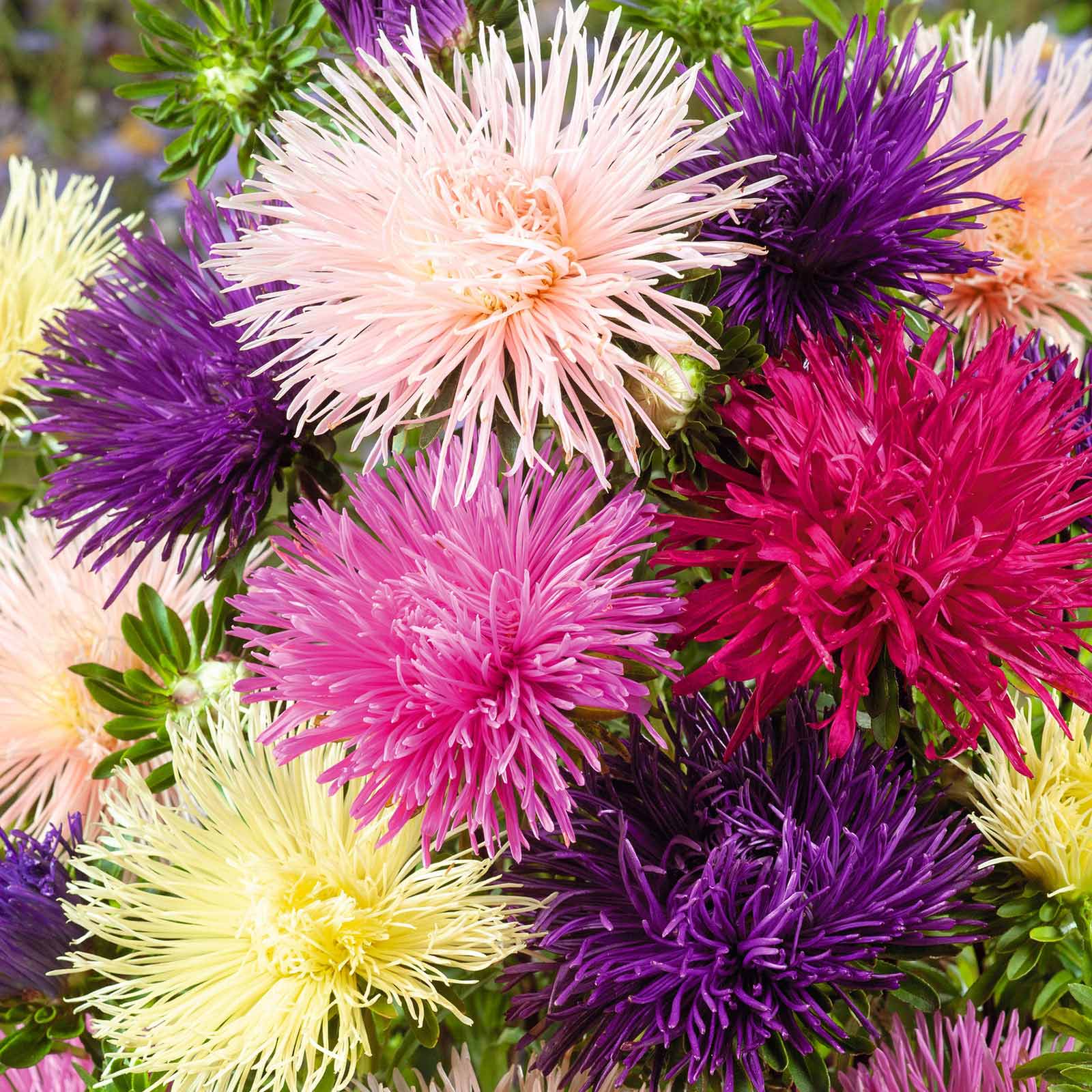 A vibrant close-up of a mixed Aster Needle Nova flower with delicate petals in shades of pink.