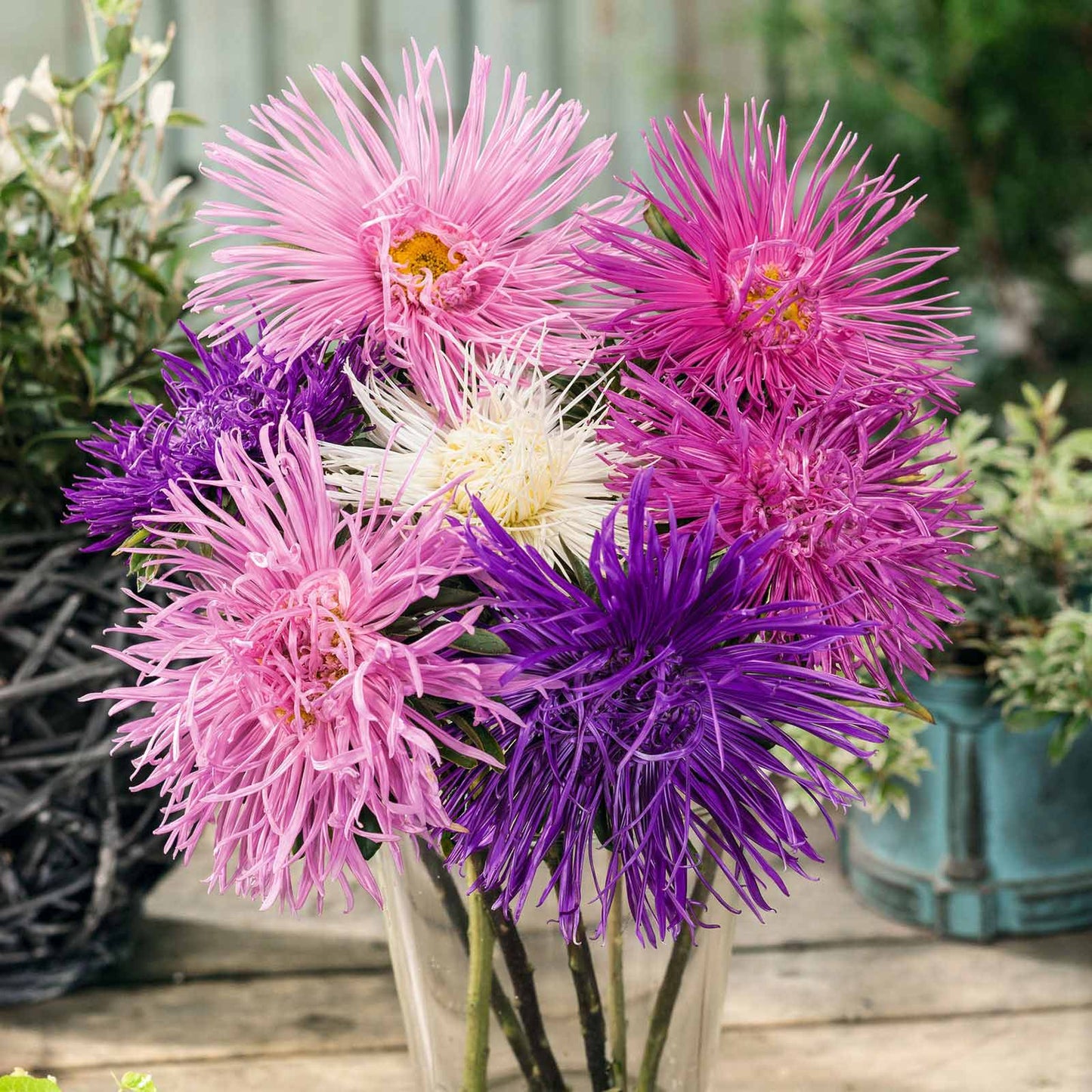 Purple and pink Nova Mix Aster flowers in full bloom.