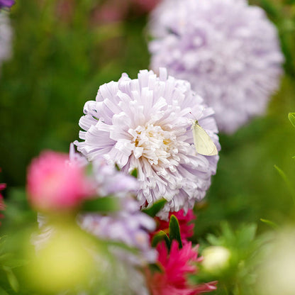 A close-up view of a pink Aster Ostrich Feather flower with soft, delicate petals.