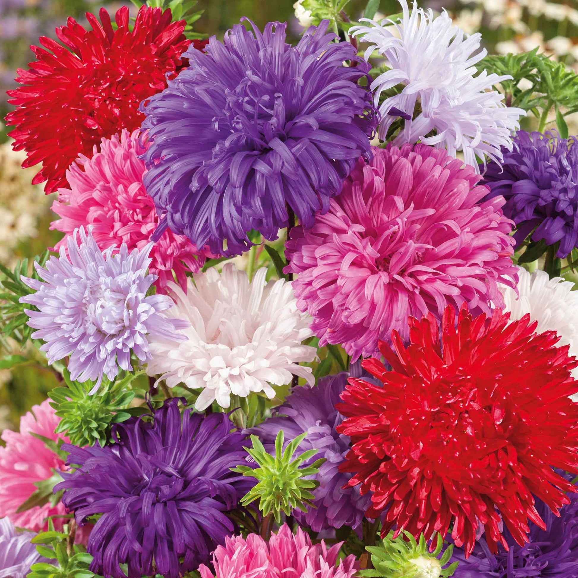 A close-up of a purple and pink aster ostrich feather mix flower with feathery petals.