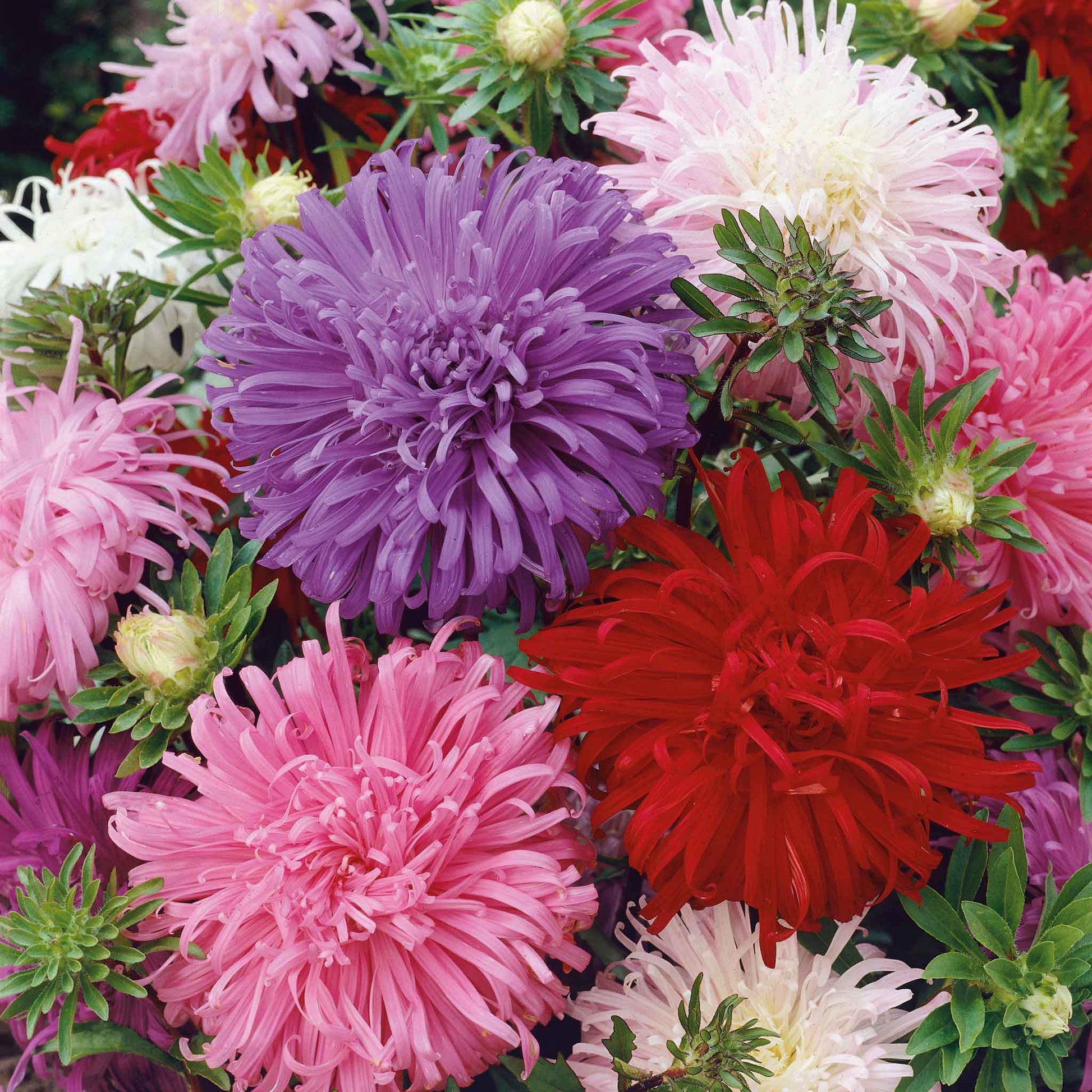 Pink, purple, and white aster ostrich feather mix flowers are shown in a close-up, top-down shot.