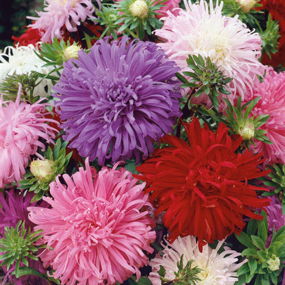 Pink, purple, and white aster ostrich feather mix flowers are shown in a close-up, top-down shot.