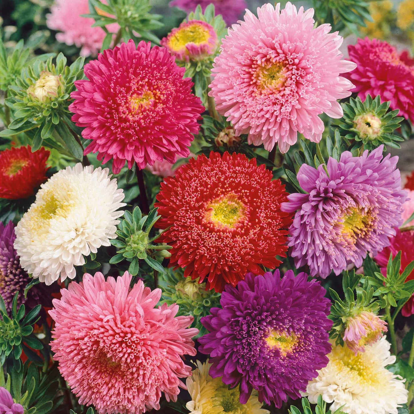 A vibrant mix of pink, purple, and white aster powderpuff mix flowers with fluffy blooms